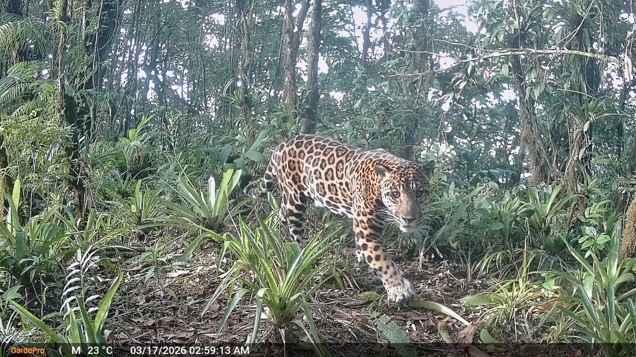 TReporta's tweet photo. A través de cámaras trampa instaladas en el Parque Nacional Cerro Hoya, científcos han podido evidenciar  la riqueza de fauna silvestre que habita los bosques de Panamá. 

Durante ocho meses de monitoreo, especialistas de @MiAmbientePma captaron importantes especies de felinos y otros animales que encuentran refugio en este macizo montañoso de Azuero.

El Parque Nacional Cerro Hoya está localizado en la región suroeste de la península de Azuero, entre las provincias centrales.

Este trabajo junto a organizaciones aliadas y  guardaparques, además permite conocer mejor la biodiversidad del área protegida y obtener información clave para fortalecer su conservación y monitoreo. 

@MiAmbientePma señala que cada registro confirma la importancia de seguir protegiendo estos bosques y la biodiversidad que albergan.