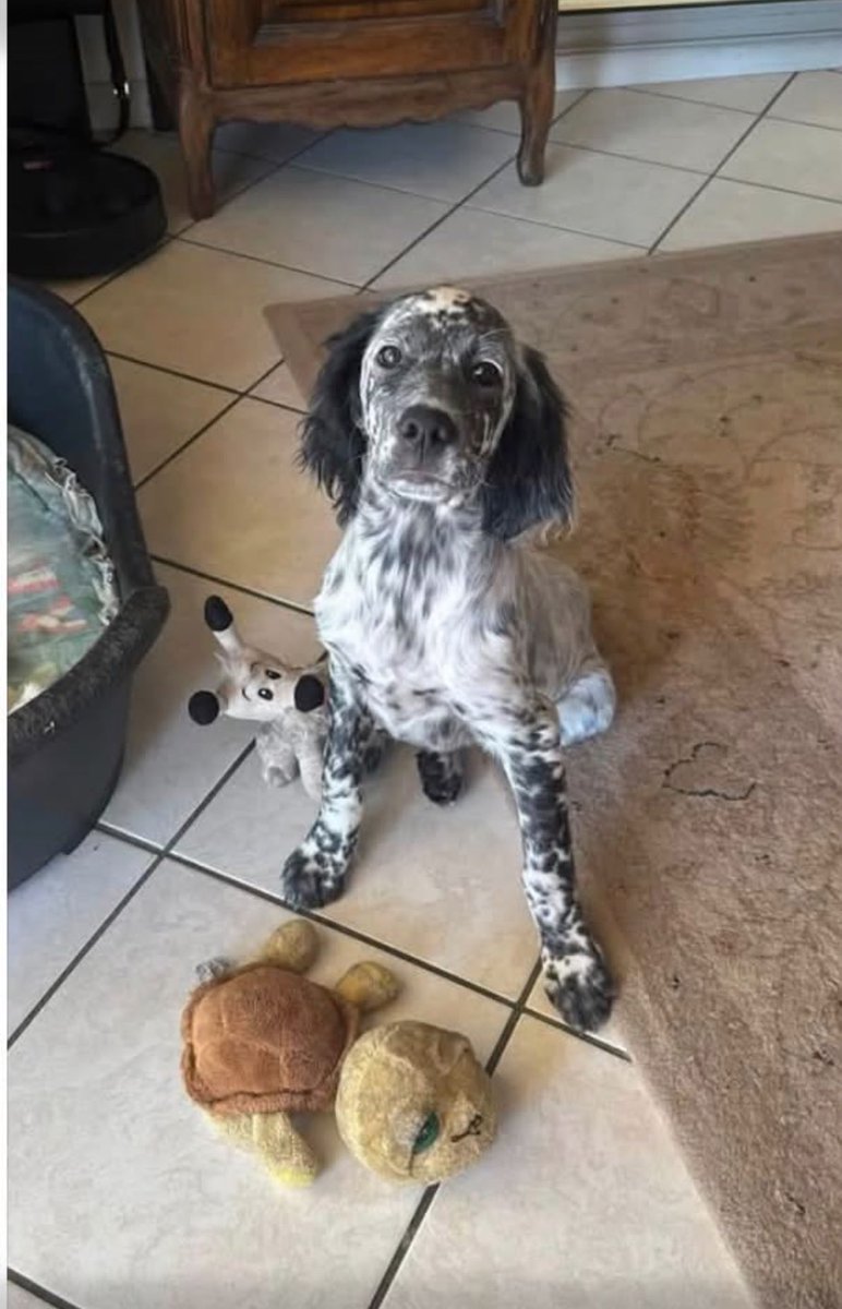 Mathisp3ur's tweet photo. ⚠️CHIEN PERDU⚠️
⚠️PUCEE ET STERELISE⚠️
🚨🚨Elle a des problèmes de santé elle est donc sous médicaments elle doit rentrer rapidement par risque de complications🚨🚨 ⚠️⚠️RÉCOMPENSEEEEEEE ⚠️⚠️à la clé pour la personne qui nous ramène notre chien❗️❗️❗️❗️
VILLANDRAUT 33 https://t.co/wfkcGgznbz