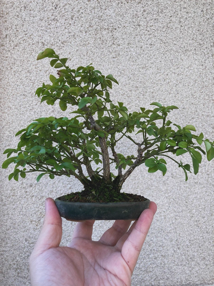 鶴岡小品(しょうひん)盆栽会 on X: 