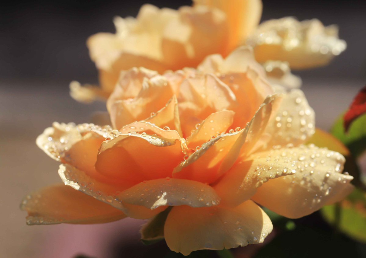 hiroshisj's tweet photo. 教会の花壇に咲いた「アンネの薔薇」。やさしいオレンジ色に癒されます😇 https://t.co/7xhULtoyLM