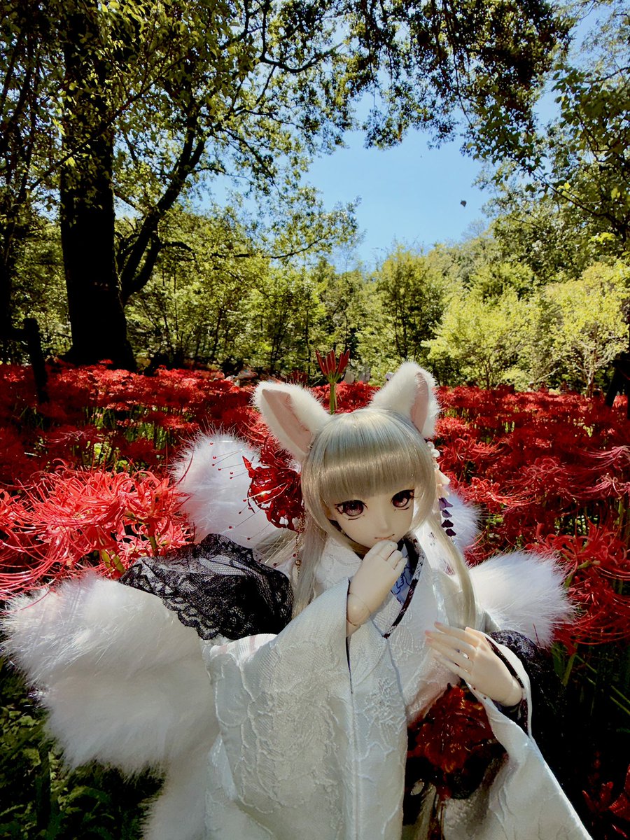Inari1604's tweet photo. 巾着田のヒガンバナはきれいに咲いていて、うちの子はきれいだとたくさんの人が褒めてくれました。
#お姉さんドール普及活動 https://t.co/k8KvhJGW5e