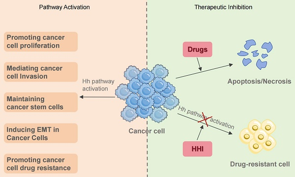 Int_J_Biol_Sci's tweet photo. Aberrant Hedgehog signaling drives NSCLC invasion, metastasis and chemo/targeted/immunotherapy resistance, making Hedgehog inhibitors a promising combo strategy for treatment-resistant NSCLC.
๐https://t.co/3suZ443zqj
#HedgehogSignaling #NonSmallCellLungCancer https://t.co/odkLf3ARfa