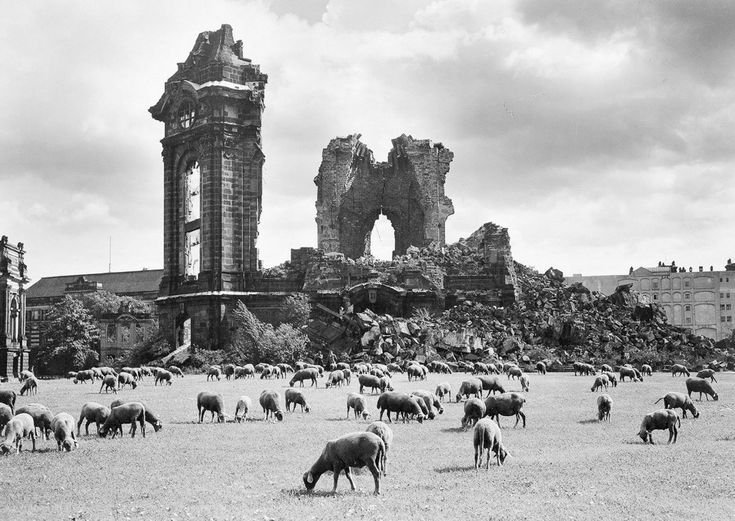 GDRvisuals's tweet photo. Sheep grazing in front of the ruins of the Frauenkirche in Dresden, 1957. https://t.co/5tNEGNMNup
