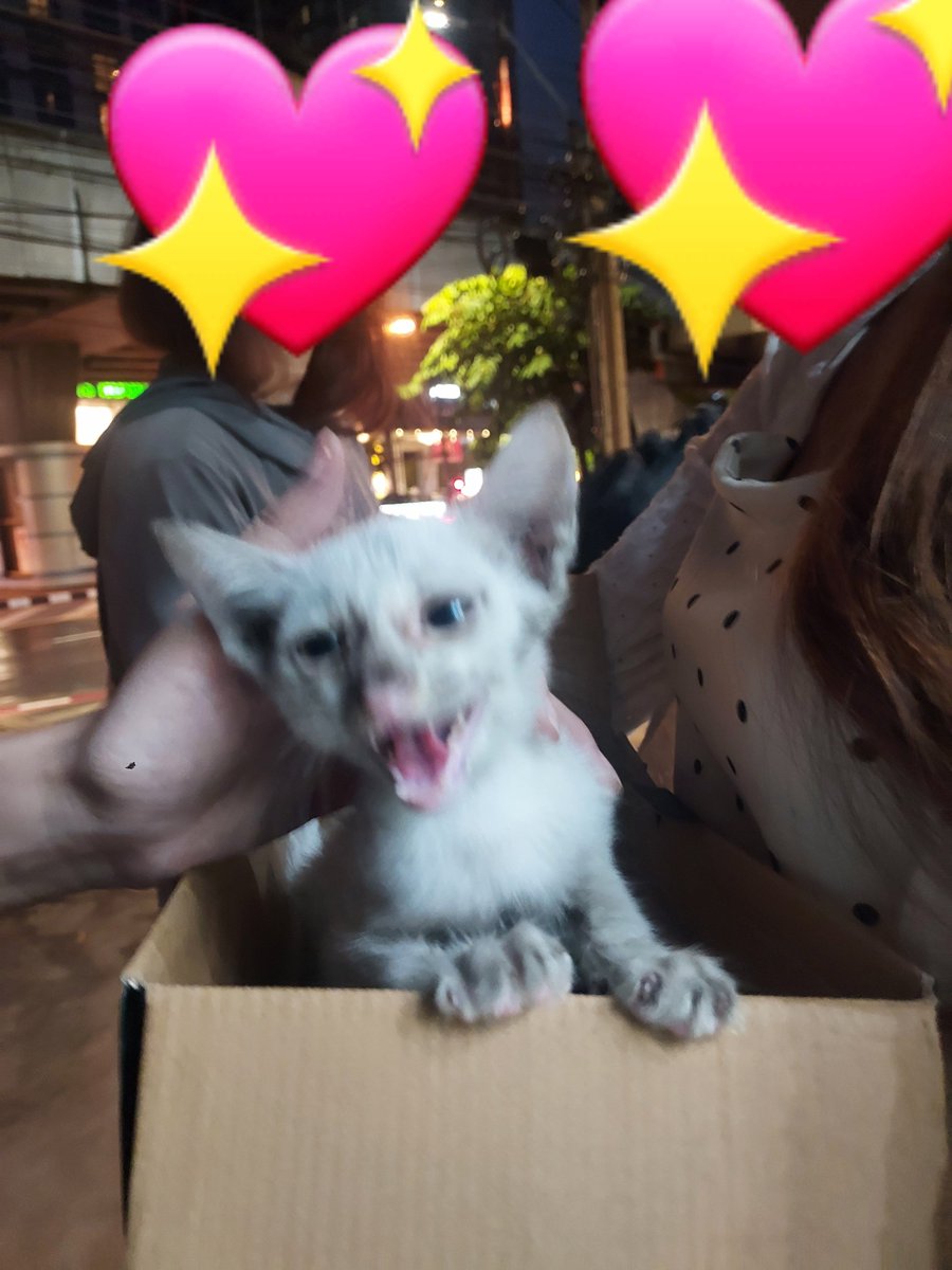 BlackCatGray's tweet photo. ฝากรีหน่อยค่ะ🙏

หาบ้านให้น้องแมวค่ะ เจอเปียกฝนกลางถนน สีขาวล้วนตัวผู้ แถวห้วยขวางรัชดา ส่วนตัวเราสามารถให้น้องอยู่ด้วยได้แค่คืนนี้ค่ะ ช่วยด้วยอยากให้น้องมีบ้าน😭🙏

#แมวจร #แมวจรหาบ้าน #หาบ้านให้แมวจร #แมวหาบ้าน #แมว #แมวหาบ้าน #ห้วยขวาง  #รัชดา https://t.co/255SqVdziR