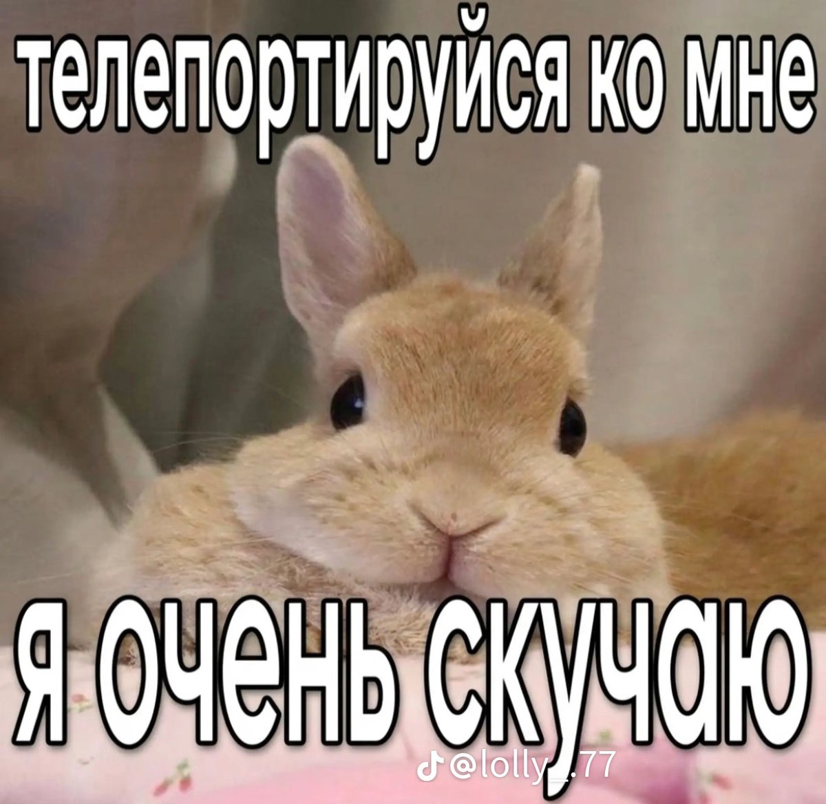 chinchilla356's tweet photo. скучаю по жонке, я просто зависим от неё,она у меня такая хорошая такая красивая добрая и ласковая,мне её не хватает,ешо прыбалеу ,карочэ рэбзи связь Гомель 16.07 https://t.co/KwXMrVLl53