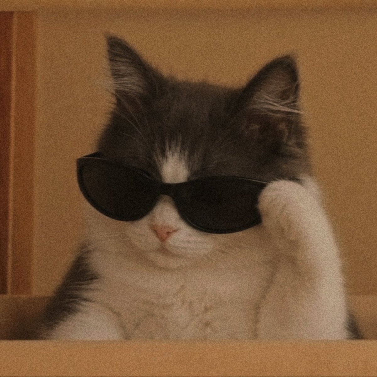 evonsinnn's tweet photo. Почему никто не говорит о том, что ходить в солнцезащитных очках—лютый вайб 
Типо, ребят, у вас цветокор в ирл, как в фильмах https://t.co/FPhc6gvjzz