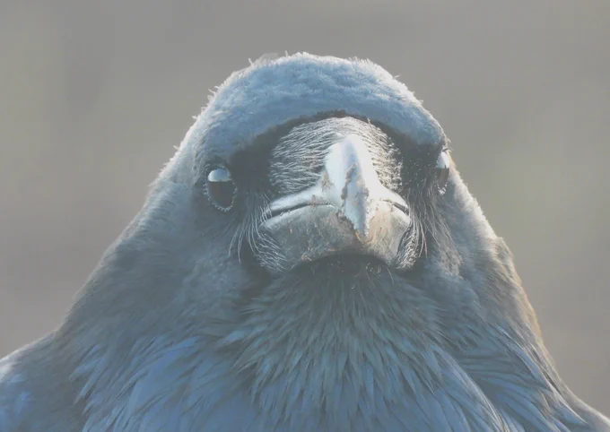 Image from MarburyBirds (@MarburyBirds)