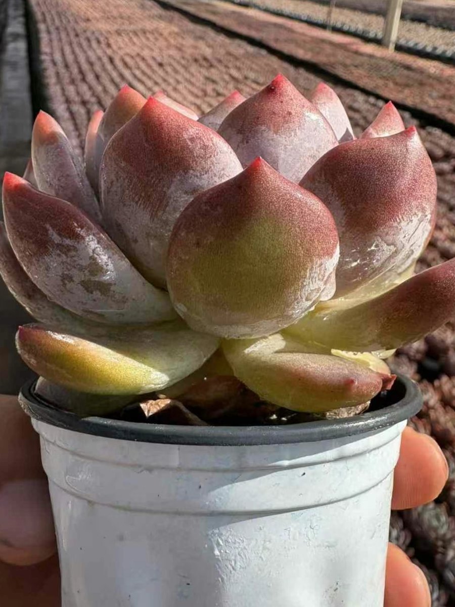 AutumnBamburg's tweet photo. Cuidado fácil de la suculenta: riega cada 10 días, colócala en luz indirecta brillante, no dejes agua en su base. https://t.co/rCIsgi7bWd