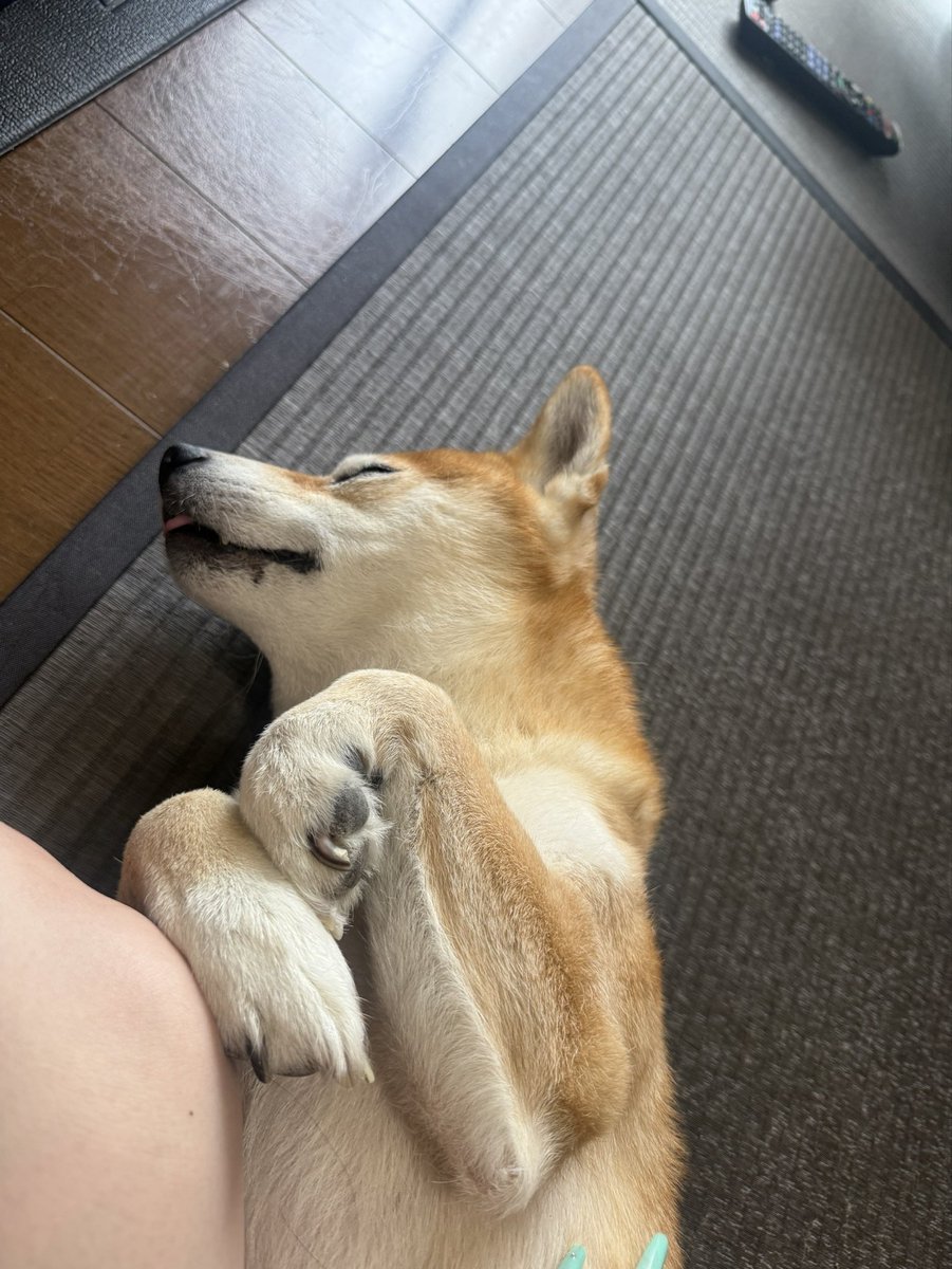 kapital555's tweet photo. 2026/09/24

#犬のてんかん
#柴犬
#獅子丸
#日本犬
#shibainu
#shiba
#shiba_snap
#shibalovers
#shibainustagram
#shibaglobal
#shibaken
#shibadog
#気張り柴犬
#気張り犬
#気張り柴
#てんかん持ちワンコ
#てんかん犬 https://t.co/Gy6iV2pYr0