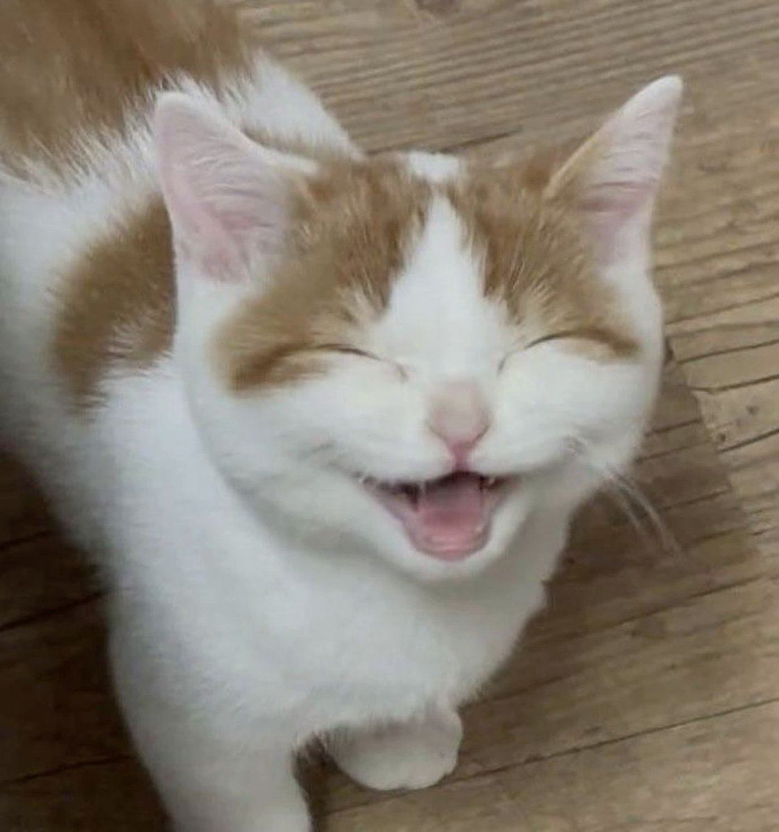 ohyul562k's tweet photo. kenapa ya ohyul kucing bgt huhu di kehidupan sebelumnya dia pasti hidup jadi kucing https://t.co/OfkqlgMdSi