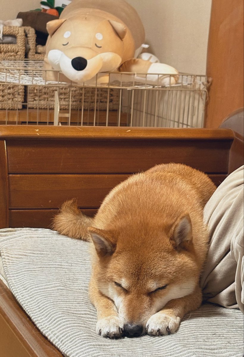 inusankoinusan's tweet photo. ﾅｶﾖｼｰ https://t.co/HJrWVnzsW0