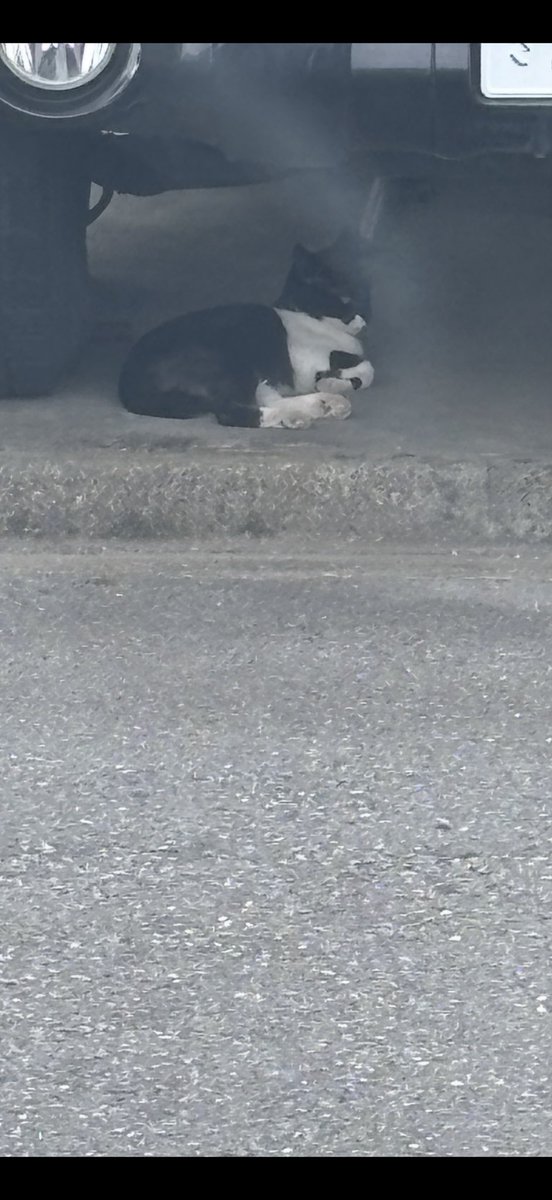 dbd_neko's tweet photo. お昼食べ行った時に、車の下で休んでる可愛い猫いた！

今日暑かったから、ずっと日陰いたのかな🐱 https://t.co/VMNDEN0xsZ
