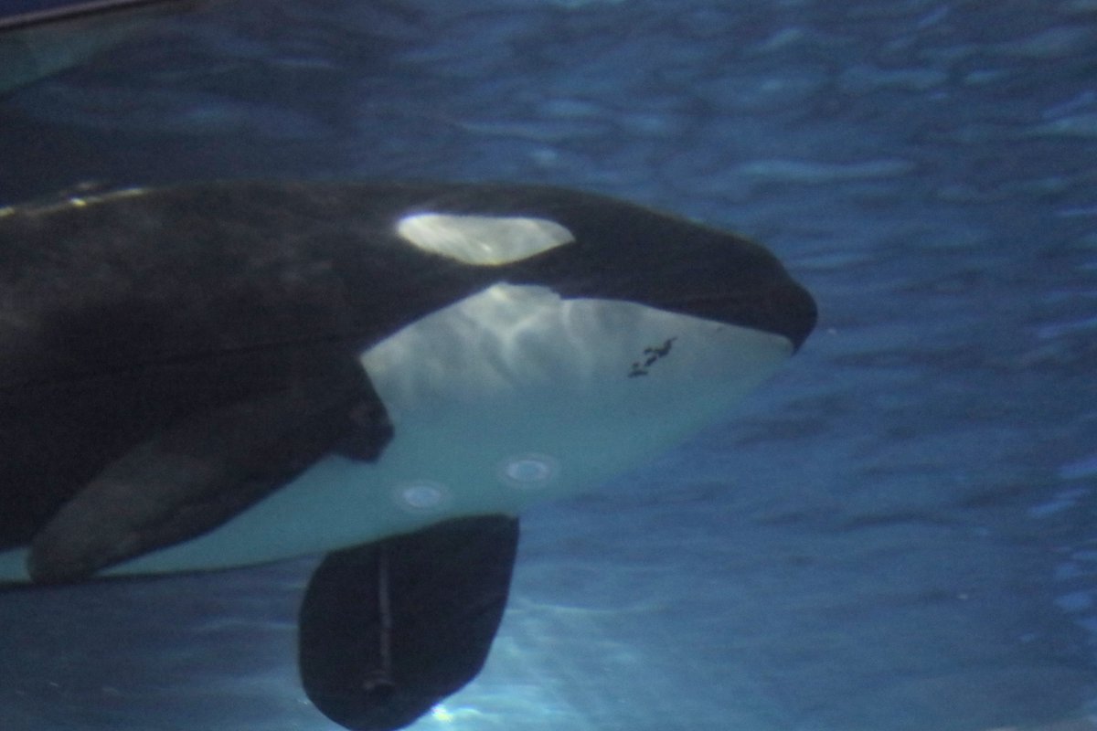 orca5558's tweet photo. シャチが大好きです！🫍🫍🫍🫍🫍🫍🫍🫍🫍🫍🫍🫍🫍🫍🫍🫍🫍🫍🫍🫍
#初見さんにも私の世界観を叩き込みたい https://t.co/wePDYZcU0e