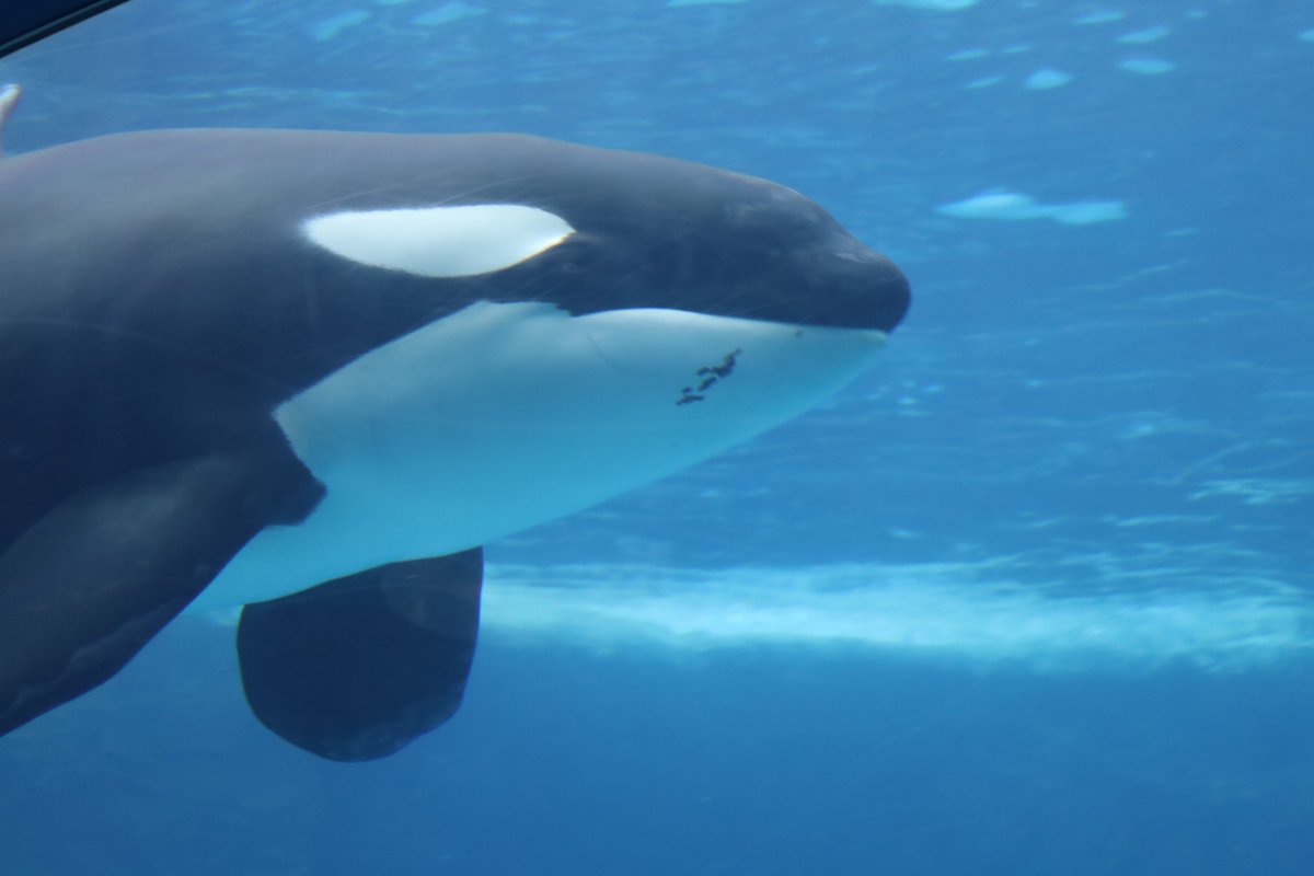orca5558's tweet photo. シャチが大好きです！🫍🫍🫍🫍🫍🫍🫍🫍🫍🫍🫍🫍🫍🫍🫍🫍🫍🫍🫍🫍
#初見さんにも私の世界観を叩き込みたい https://t.co/wePDYZcU0e