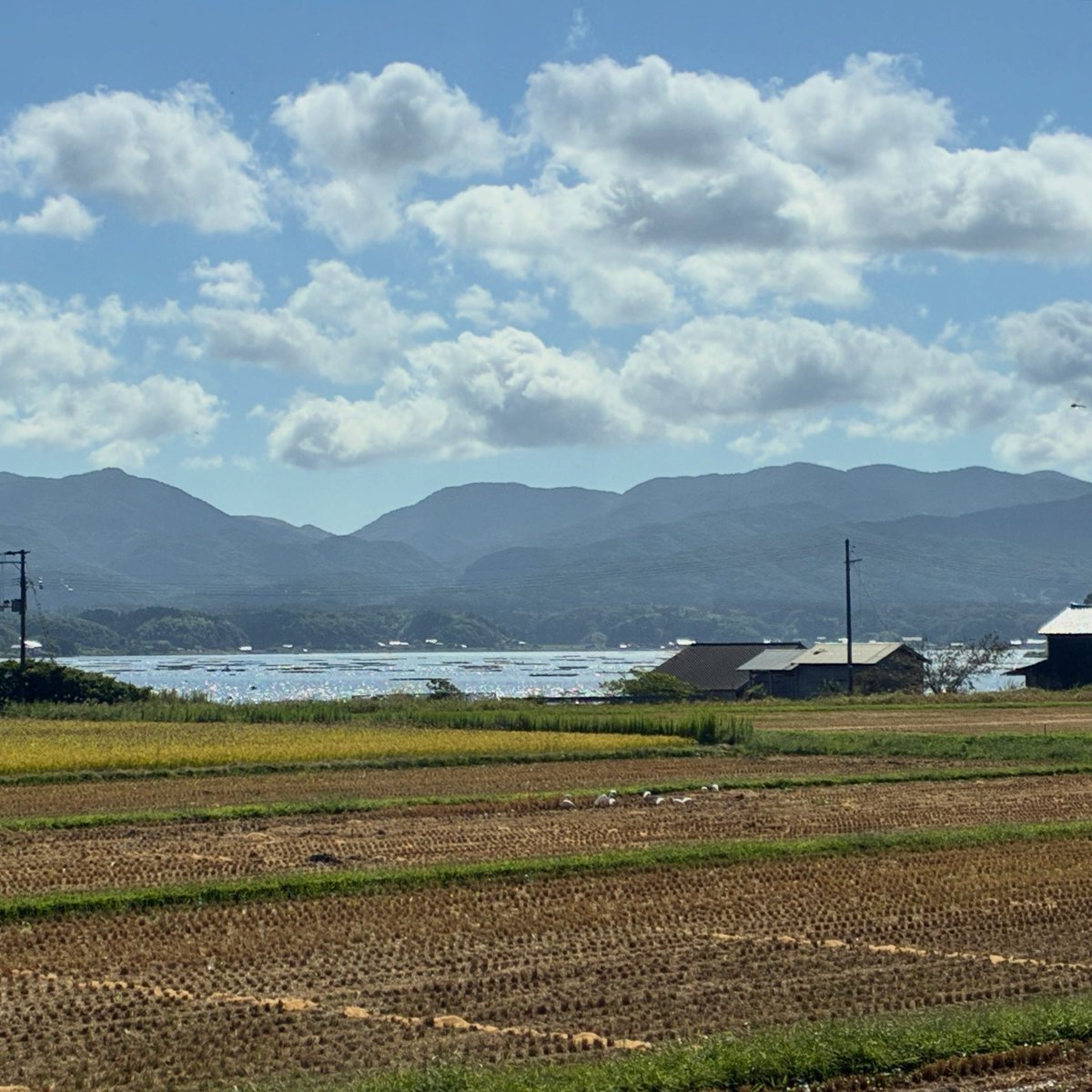 kankitsu7272's tweet photo. 佐渡島に行ってきました。運良く野生のトキにも会えました。こちらです。飛ばないと、とてもサギ。 https://t.co/Wi1gdWxtlo