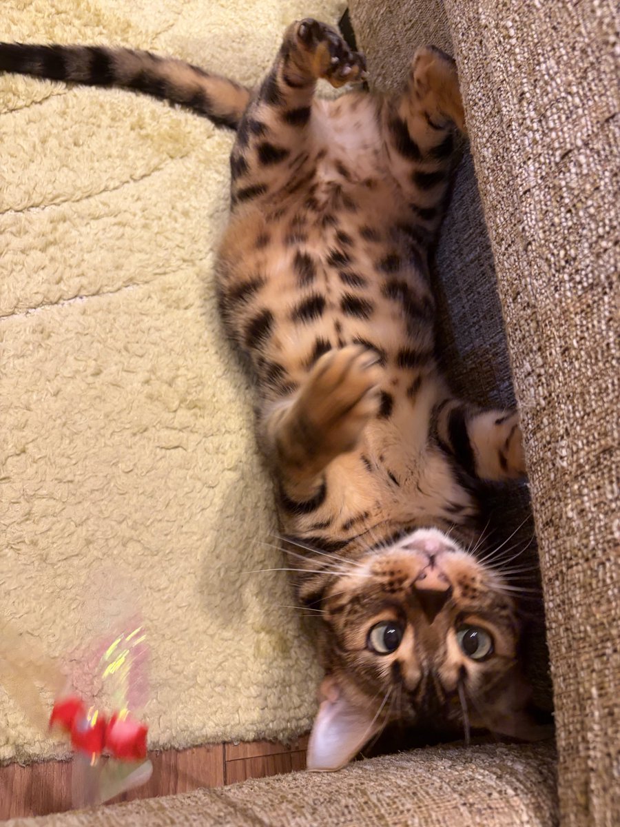 tac0223's tweet photo. 荒ぶり中 https://t.co/V6GDu2KEGO
