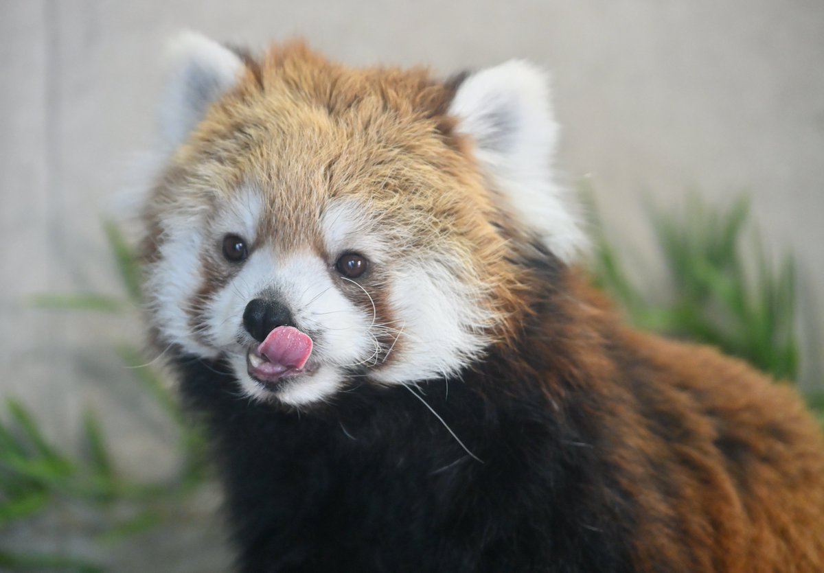 mocos164's tweet photo. 👅
#宮崎市フェニックス自然動物園 
#レッサーパンダ 
#リコ https://t.co/LcHCWSkNZg
