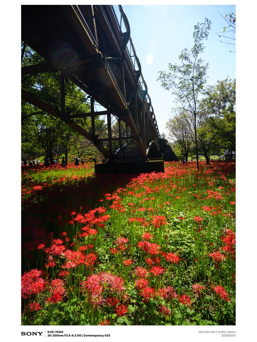 akw3104's tweet photo. 曼珠沙華より彼岸花の方がしっくりくるのですが…
そんな方いらっしゃいます？
#彼岸花 
#曼珠沙華 https://t.co/HN4c9hQtU7