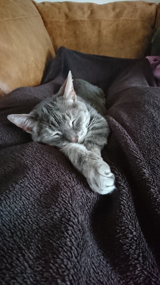 JamesBatterham2's tweet photo. We lost our old man today. Rest in peace ♥️ https://t.co/qv7vYz0arq