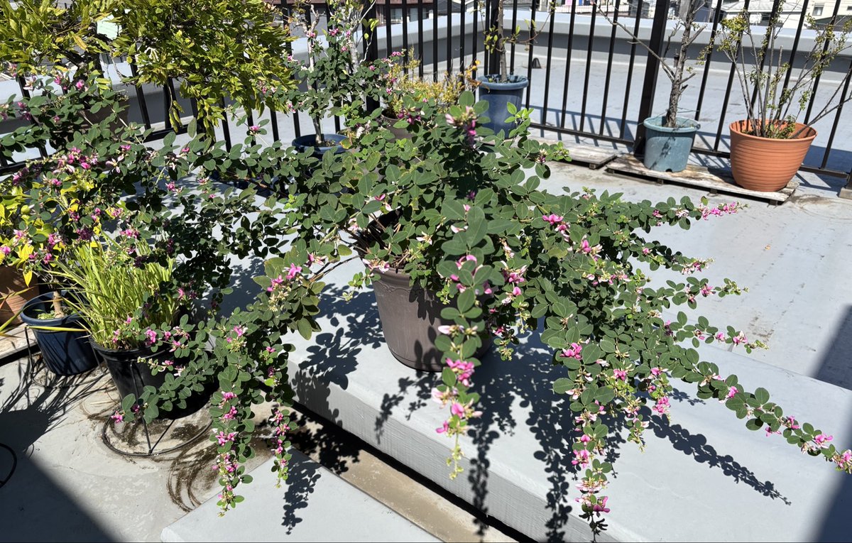 mousiketechne's tweet photo. バルコニーの萩（江戸絞り）が咲いた。大好きな秋の花が次々に咲いていくこの時期、なんか嬉しい。 https://t.co/zBJPGeuaAn
