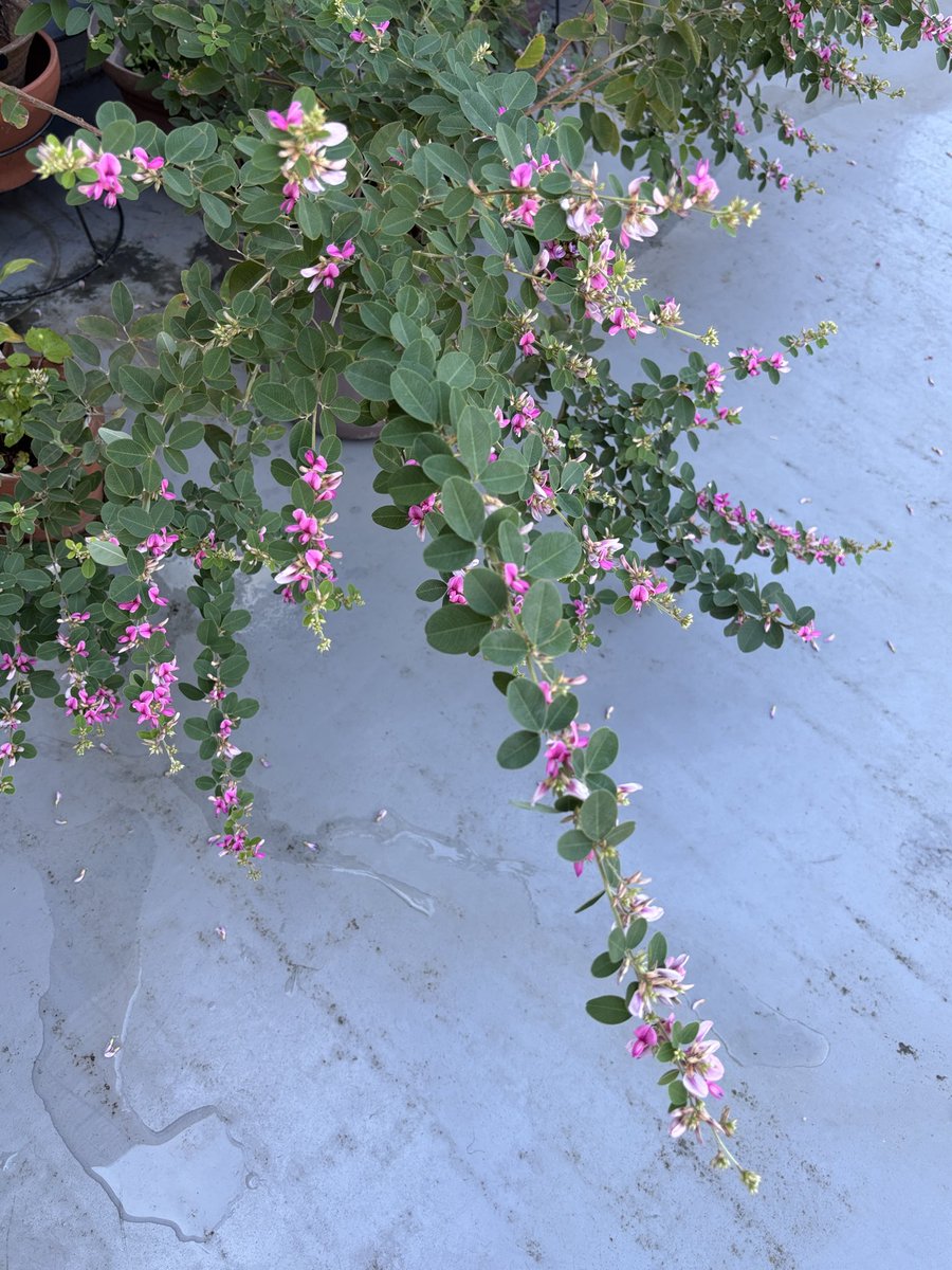 mousiketechne's tweet photo. バルコニーの萩（江戸絞り）が咲いた。大好きな秋の花が次々に咲いていくこの時期、なんか嬉しい。 https://t.co/zBJPGeuaAn