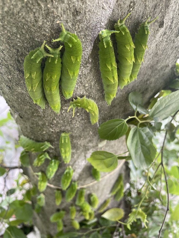 natural77384672's tweet photo. group of "dragon-head" caterpillars https://t.co/xxJzFSDs0K