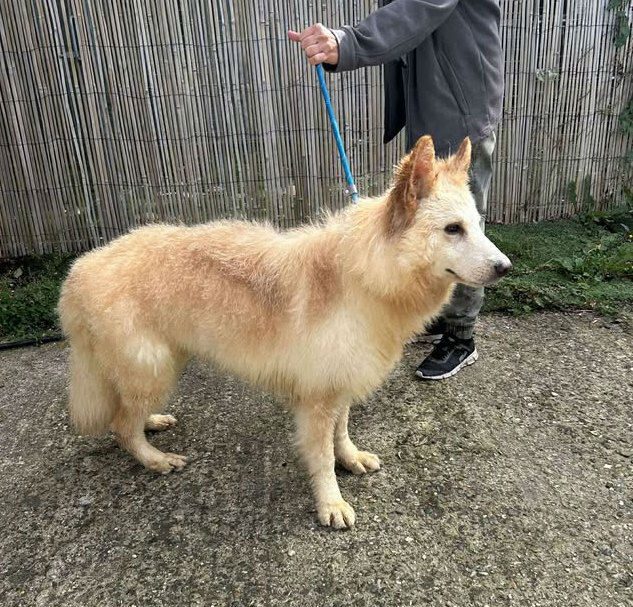 gsrescueelite's tweet photo. Harry is 3yrs old and he came to us from a hoarding situation of 15 #dogs! Harry is one of the more confident dogs, he can live with older kids and other dogs but will still need a patient home 
#germanshepherd #Cornwall 
https://t.co/KW6vGxd1xy https://t.co/QYGOVmDJo3