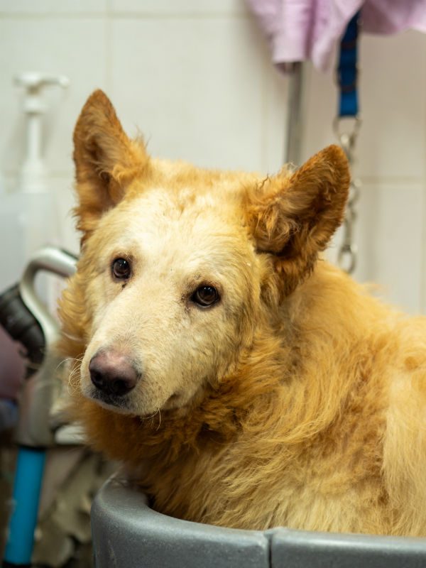 gsrescueelite's tweet photo. Harry is 3yrs old and he came to us from a hoarding situation of 15 #dogs! Harry is one of the more confident dogs, he can live with older kids and other dogs but will still need a patient home 
#germanshepherd #Cornwall 
https://t.co/KW6vGxd1xy https://t.co/QYGOVmDJo3