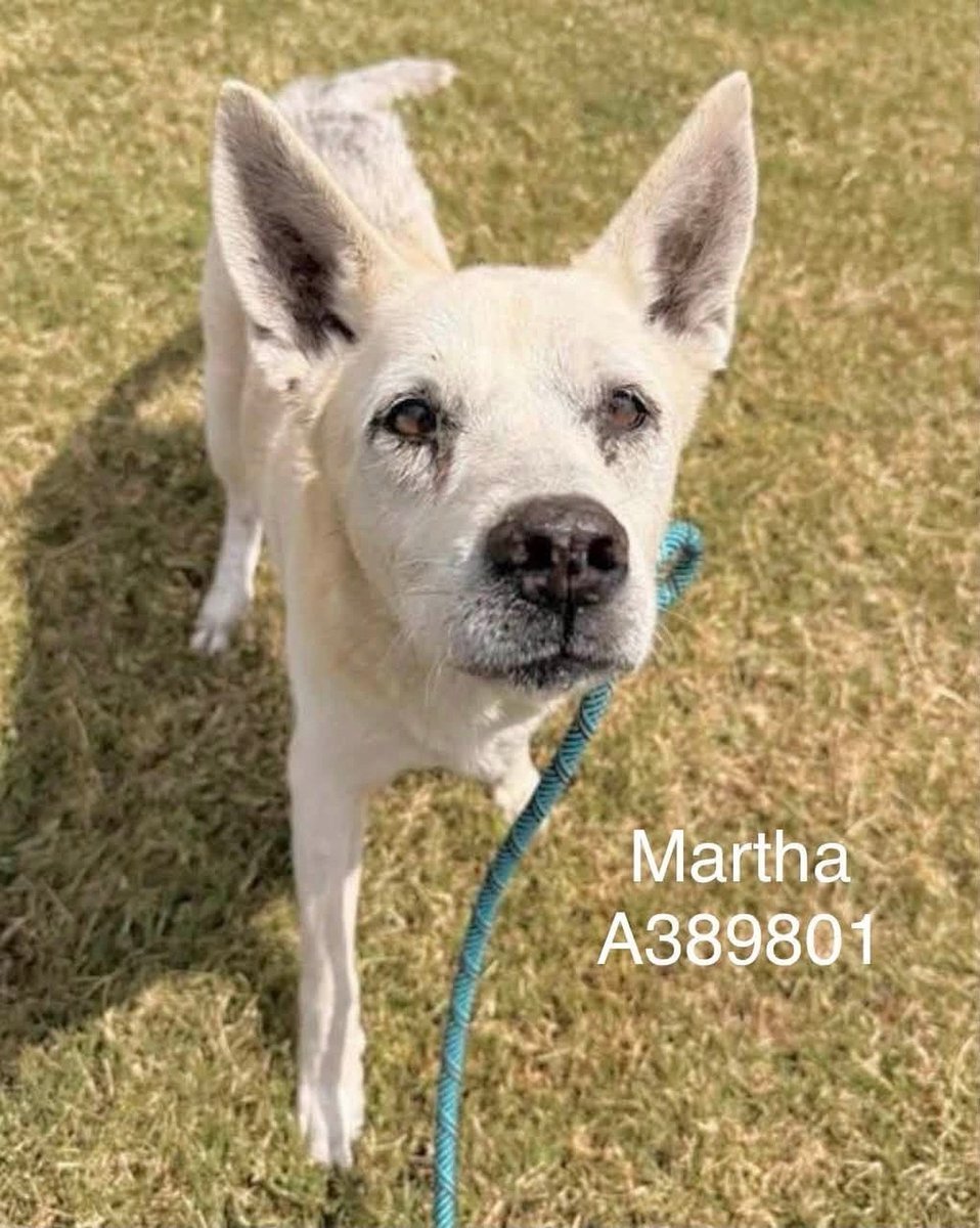 LisaBrabson's tweet photo. MARTHA #A389801 9yo
She is worried😟dogs r going to b KILLED for space,at #CorpusChristiACS
She knows Seniors r the 1st to go😭
We have to get this darling girl out before it is too late!
Adorable personality,extremely loving ❤️ 
Plz #Adopt #Foster or #Pledge4Rescue $25 to ADOPT https://t.co/SAu7itNwCz