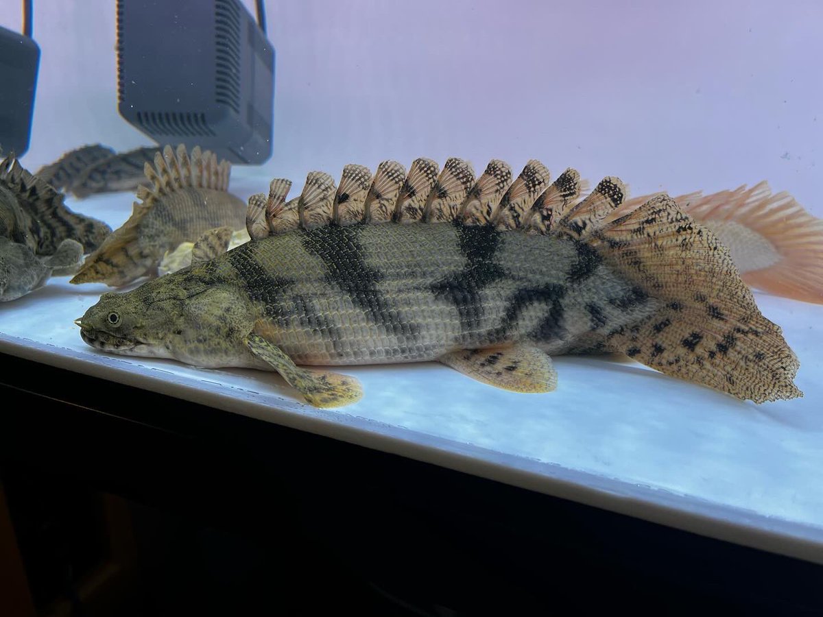 quentin_aqua's tweet photo. 引退してしばらく経った。

また水槽やりたくなってきた。
次やるなら60キューブなどで、ショートポリプ軍団を育成したい。

#ショートエンドリ
#ショートポリプ https://t.co/UoY8J9FPog