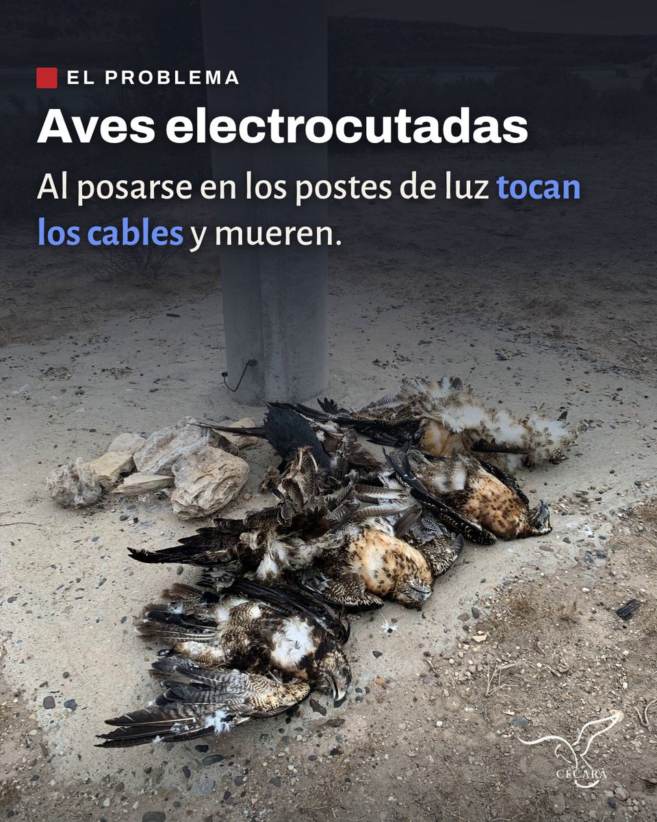 cecaraorg's tweet photo. Si observas un ave electrocutada en un poste de un tendido eléctrico o debajo de él, avísanos. Cada registro ayuda a decidir dónde actuar. https://t.co/cpTPeocV2J
