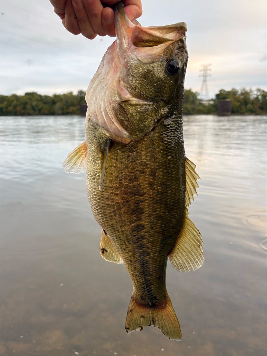MisterBluegill's tweet photo. The smallmouth have disappeared for the time being, but I’m not complaining https://t.co/f0AbWZP9eW