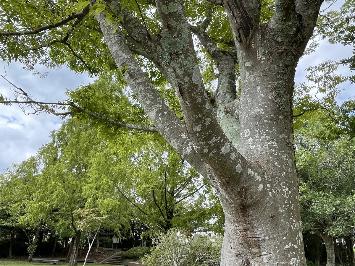 Futatsugi3's tweet photo. 家の近くの公園の木。
自然ならたくさんある。
ファミマのことはデパートと呼ぶ。
#千葉市 https://t.co/SWYr4hU2kI
