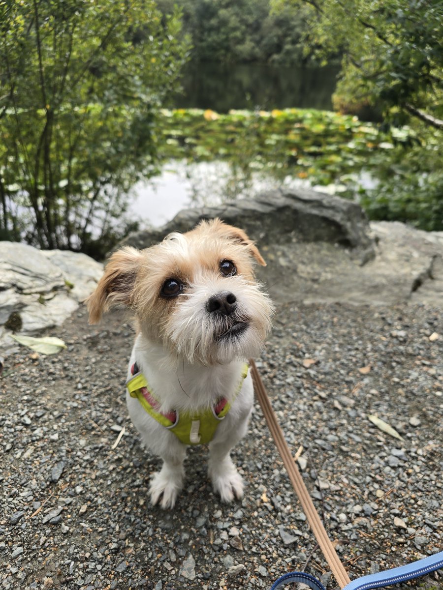 MillieandGriff's tweet photo. What you guys up to? #boop https://t.co/OocuQoqmiK