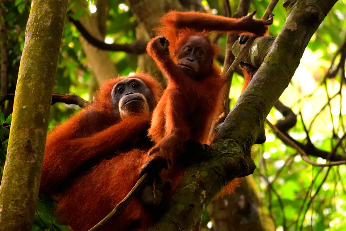 down2earthindia's tweet photo. Permanently end wild animal imports: Wildlife organisations urge Vantara https://t.co/l5faEuqx4l 

🖋️ @himanshujourno https://t.co/HHC1u0MRyX