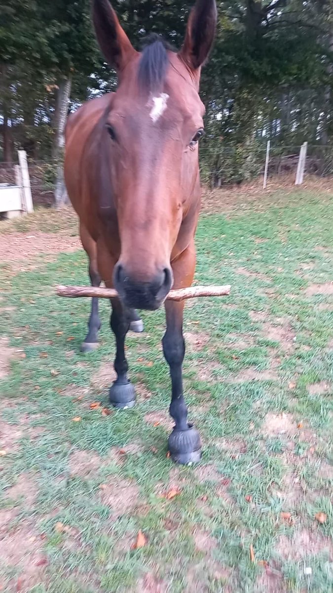 saraespratt's tweet photo. Many retired racehorses go on to wonderful second careers.

Pluto, however, has simply decided to start identifying as a dog. https://t.co/bdjrf0sMgi