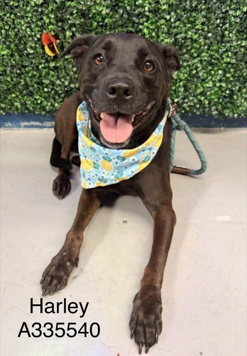 LisaBrabson's tweet photo. HARLEY #A335540 6yo
"Plz get me out of here,I don't want to Die😭"
Texans 🇨🇱 go get this darling girl!
She is positively crammed full of personality &amp; unconditional love❤️ 
ADORABLE little girl,so RADIANT💫
Plz⌛ HURRY to #CorpusChristiACS &amp; #Adopt or #Foster 
Plz #Pledge4Rescue https://t.co/h7kCoGWSD9