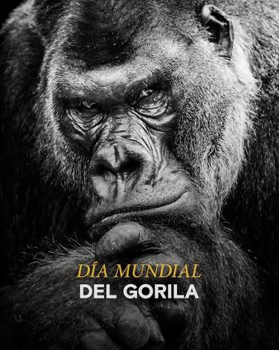Primer plano en blanco y negro de un gorila que mira fijamente a cámara con gesto serio y ceño fruncido. Sobre la imagen se lee: “Día Mundial del Gorila”.
