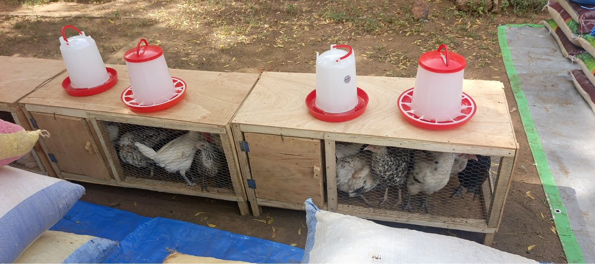 SaveChildrenBF's tweet photo. À #Tougan, 20 ménages vulnérables ont reçu une troisième assistance alimentaire et un appui en activités génératrices de revenus. Avec le projet #SiniGnèsigui, @SaveChildrenBF et #ADEP renforcent leur sécurité alimentaire et leur autonomie. #BurkinaFaso https://t.co/62BUcVzVRP