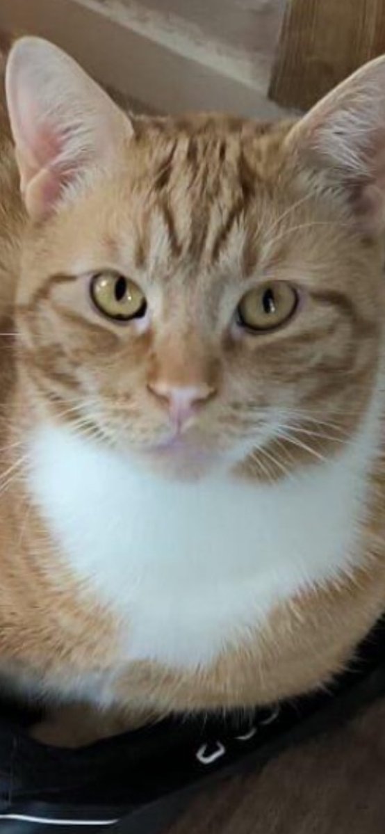 MissingPetsGB tweet picture