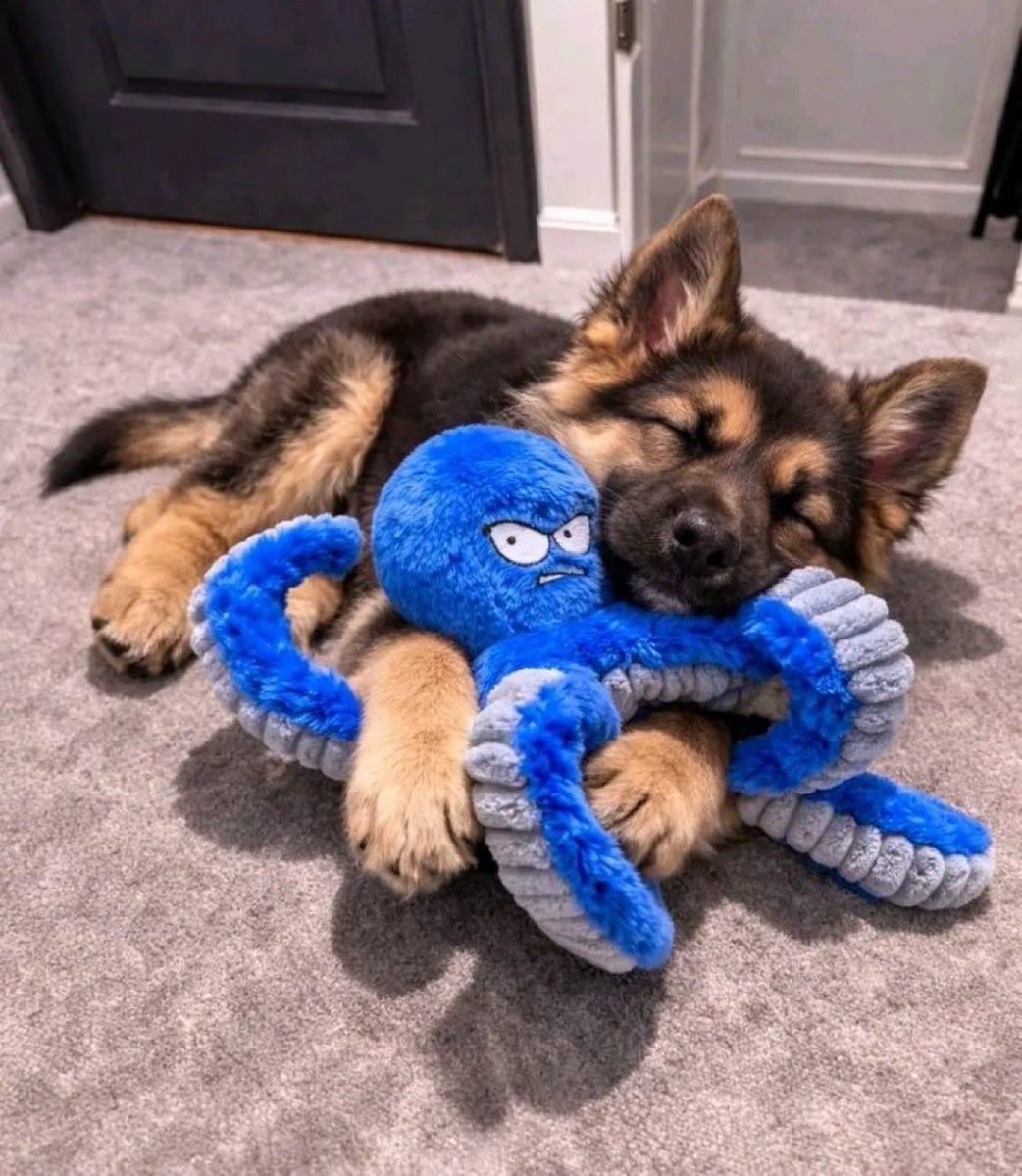 gsdheart's tweet photo. I love this octopus toy https://t.co/6eoKVCdexV