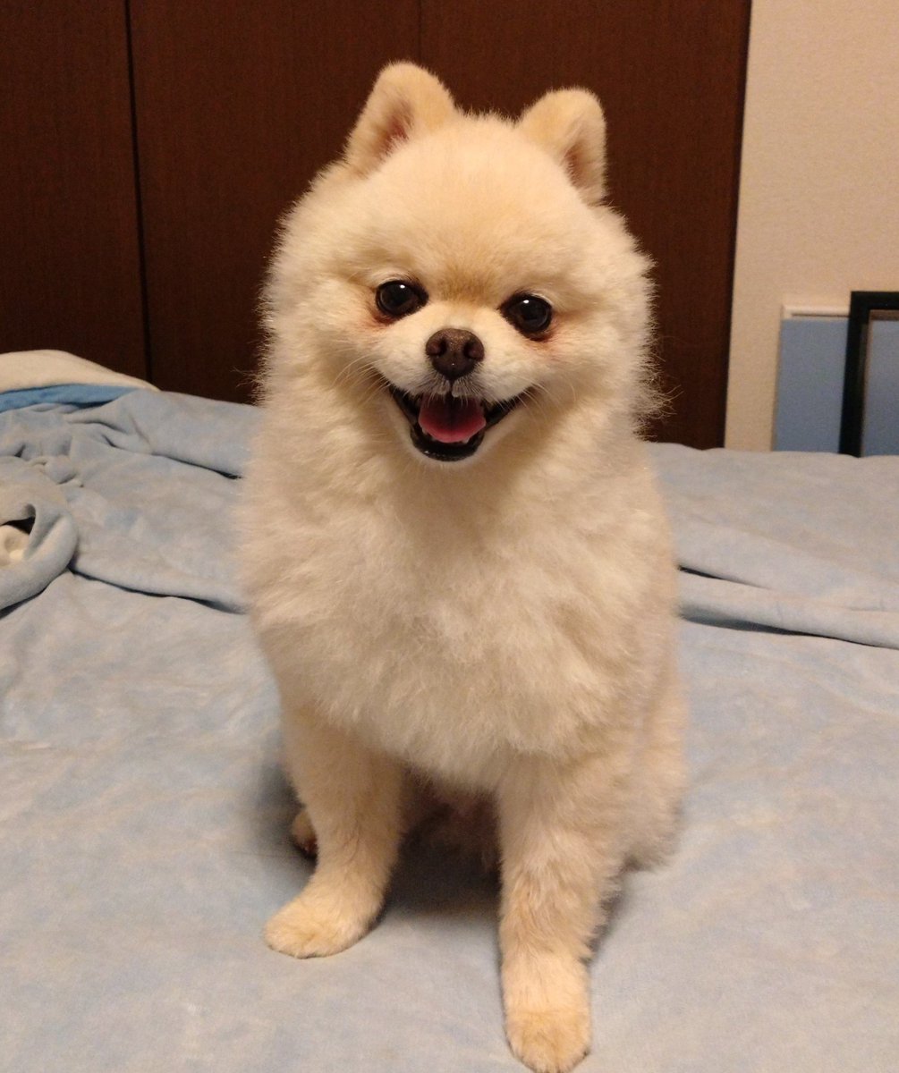 fff_0603's tweet photo. 疲れて帰ったら犬が甘えてくるプライスレス✨️ https://t.co/zX2canrm0l