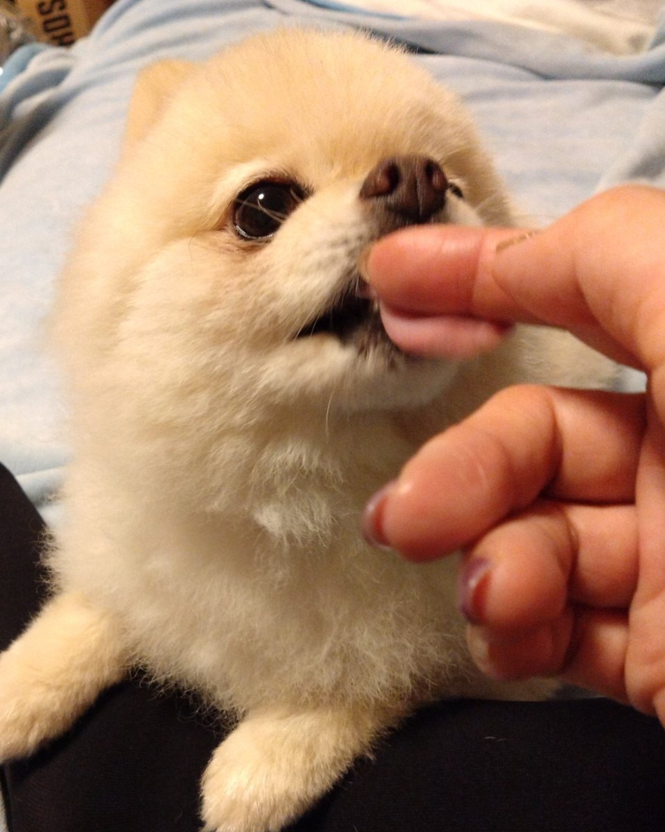 fff_0603's tweet photo. 疲れて帰ったら犬が甘えてくるプライスレス✨️ https://t.co/zX2canrm0l