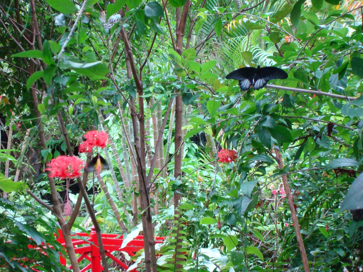LizanneLloyd's tweet photo. #AlphabetChallenge #WeekLforLookingIn to the Butterfly House on Sentosa in Singapore https://t.co/5QtGl5WSk4