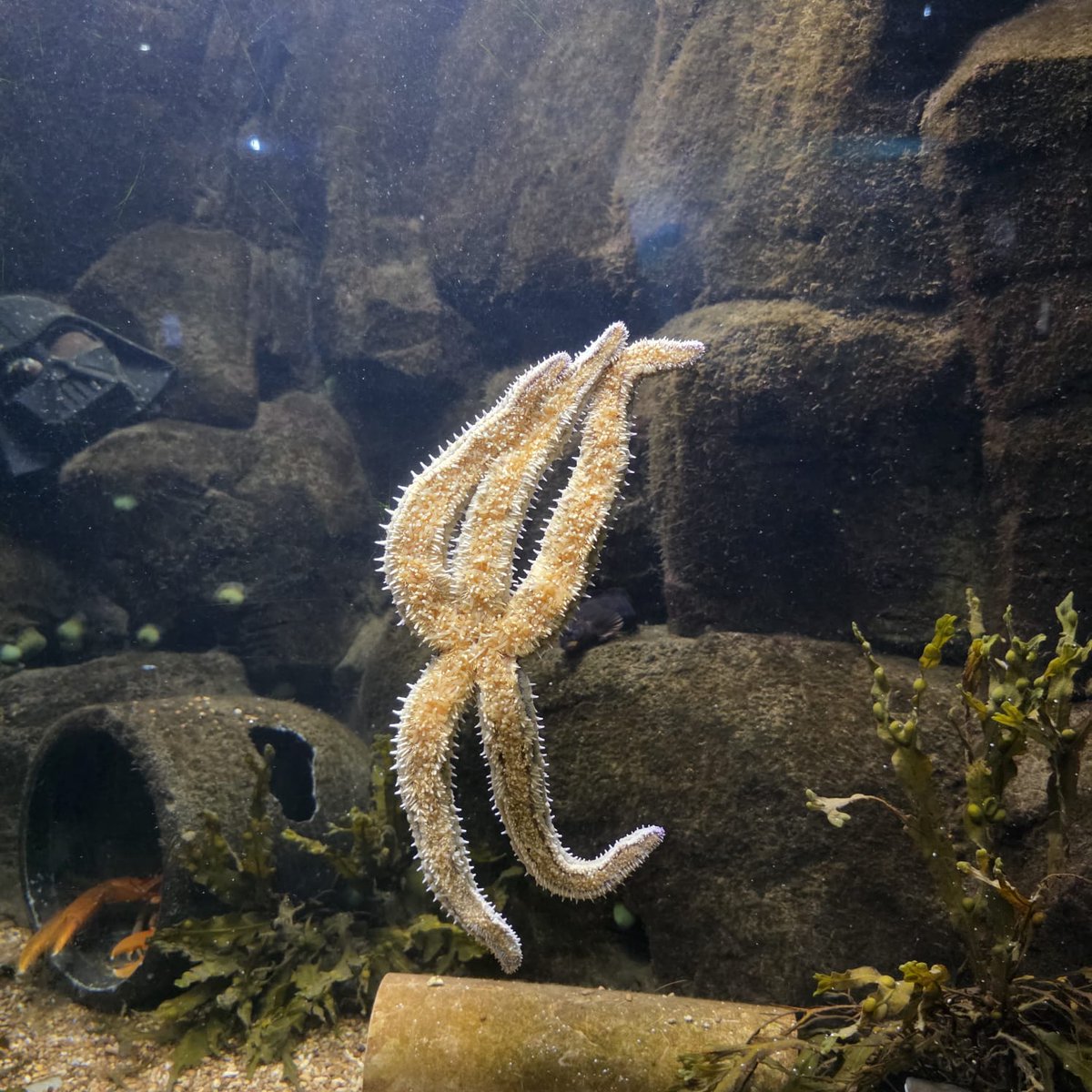AnaMoretto4's tweet photo. #AlphabetChallenge #WeekLforLookingIn
An Aquarium
Museu de HistΓ³ria Natural, Curitiba PR, Brazil. https://t.co/boTTj5jFQH