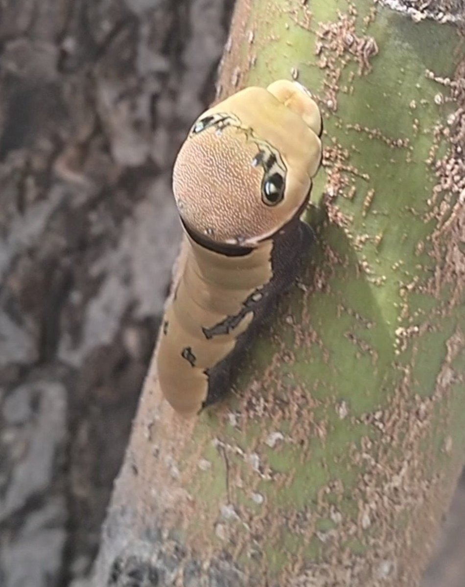 SiakoLel's tweet photo. I like doodling this things, its like a reptile but not a real one. Its just easy and i can make them in any way i want. 
Also, a photo of a caterpillar I found in my garden; these fascinate me. https://t.co/Ip0qMjbBsD
