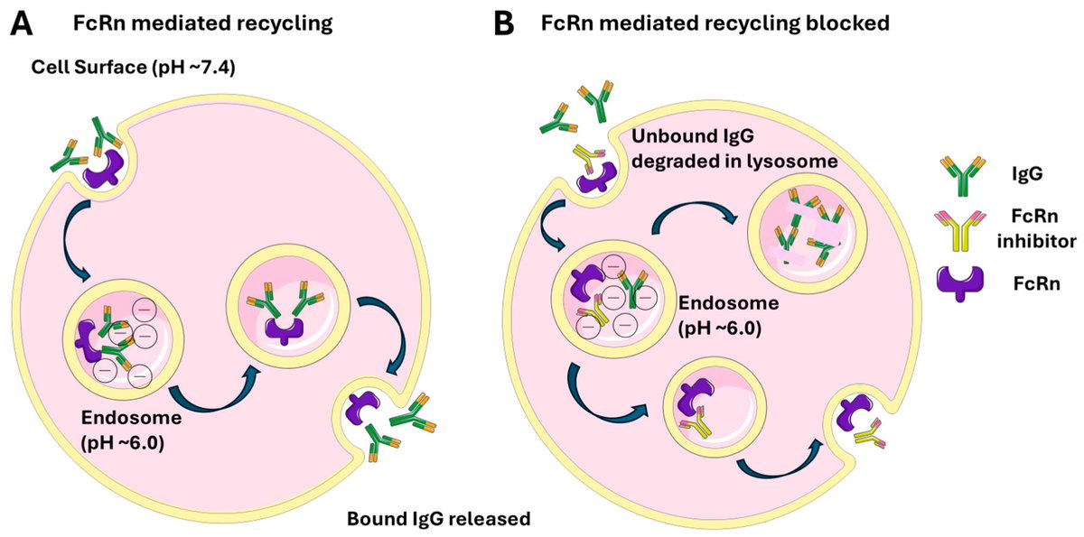 Antibodies_MDPI's tweet photo. Glad to share this paper @MediPharma_MDPI
"FcRn Blockade as a Targeted #Therapeutic Strategy in #Antibody-Mediated #Autoimmune #Diseases: A Focus on Warm Autoimmune Hemolytic Anemia"
https://t.co/Rotgzl87ka https://t.co/ov5o16x5uu
