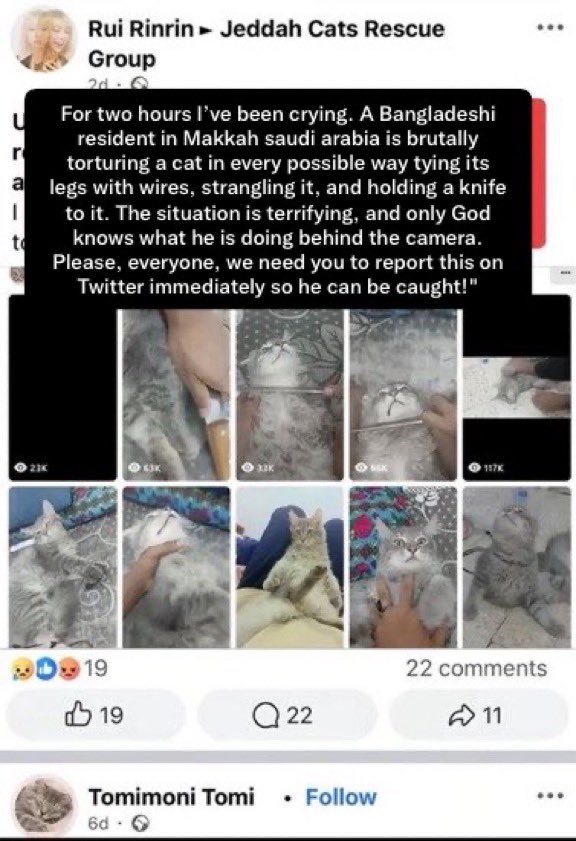 oomuvut's tweet photo. @petaasia_japan Please help us with this hashtag #بنقالي_يعذب_القطط_في_السعودية 
#بنقالي_يعذب_القطط_في_السعوديه https://t.co/HfRSCn1Zvu