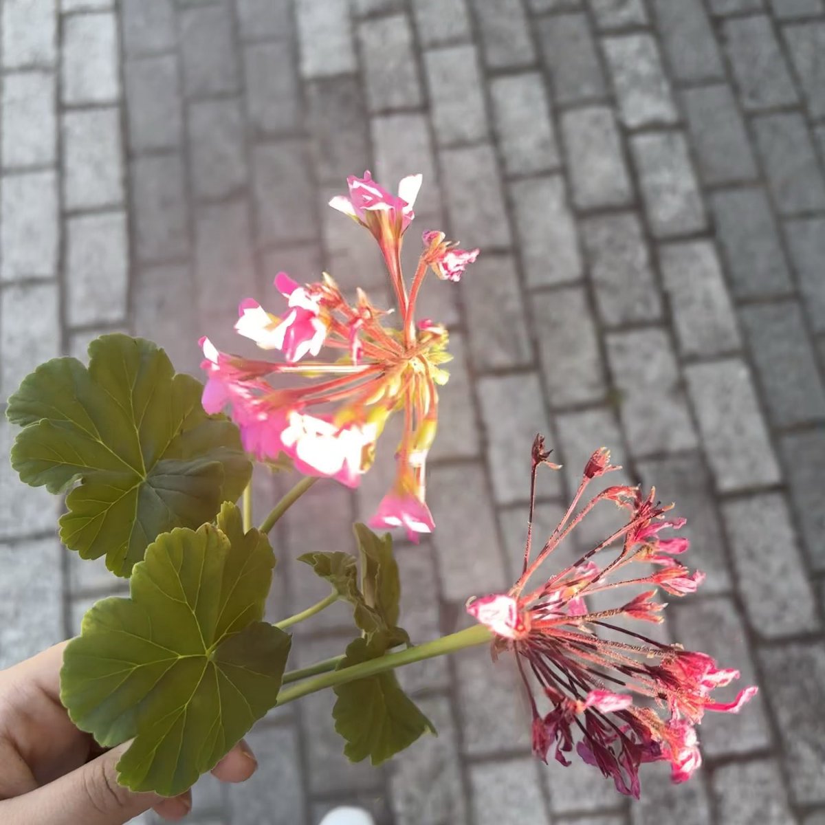 siyadaare's tweet photo. Tolgîn https://t.co/unKHyZlLkw