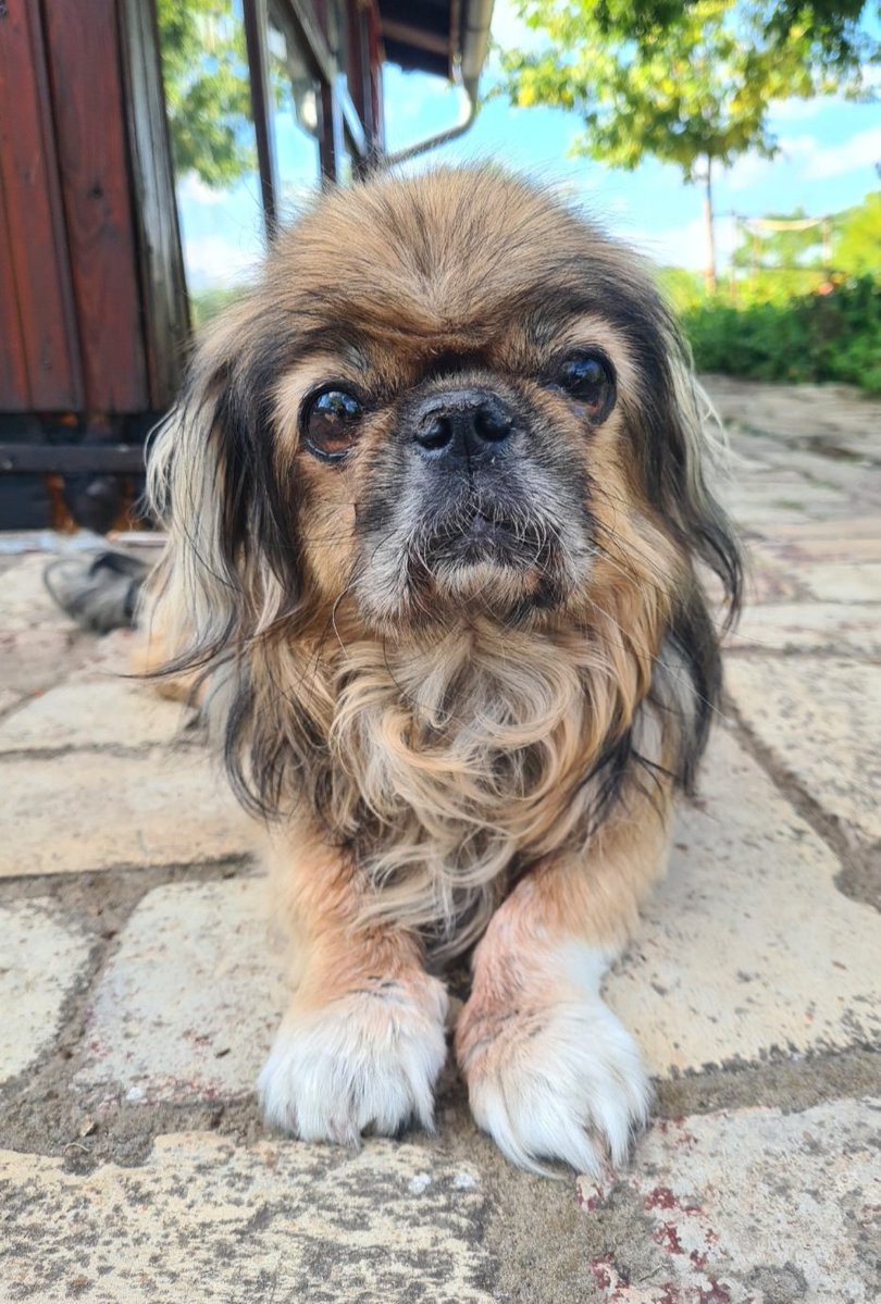 tbiljana366's tweet photo. Teลกko vrijeme za matore.
#dogportrait https://t.co/76mlCex3yE